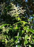 Arbre 2 - 30 E.jpg