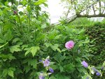 2016-07-25 Hibiscus.jpg
