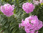 DSCN7126.JPG