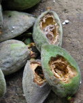 Amandes bouffées 21.JPG