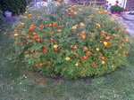 IMG01425-20160725-1921.jpg