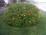IMG01426-20160725-1921.jpg