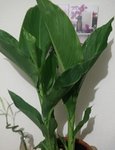 IMG_20160726_015425.jpg
