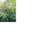 plante 4.jpg