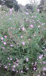 inconnue à fleurs mauves 1.jpg