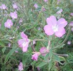 inconnue à fleurs mauves 2.jpg