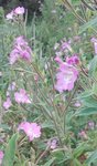 inconnue à fleurs mauves 3.jpg