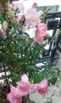 fleurs-min-min.jpeg