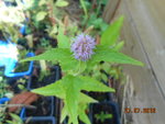 DSCN3295.JPG