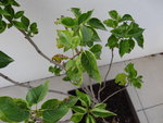 rsz_dsc02577.jpg