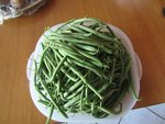 Au passage,la récolte de haricots vert du jour.