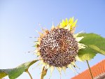 mini-100_2352.JPG