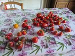 L'intégralité de la récolte.<br />La majorité vient du tunnel,et le reste des cultures extérieurs.<br />Les tomates extérieurs sont plutôt petites et abimées dû à la grêle du mois de juin qui a blessé les fruits et provoqué leur maturation prématurée.