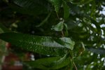 DSC_0019.JPG