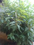 IMG_20160721_092049 (Copier).jpg