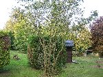 arbre.jpg