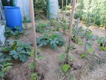 Voici les dernières aubergines et les derniers piment de plantés.Ils ont maintenant comme compagnie depuis quelques minutes,une petite forêt de tuteurs.