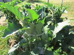 J'ai attaché les plants tout en haut des tuteurs.Je les avait déjà attaché 2 fois depuis leur plantation.