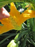 Il y en a de partout,même sur les fleurs et les fruits. Certaines fleurs ne s’ouvrent même plus.