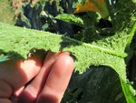 Ce n'est pas forcement très visible sur la photo mais les feuilles sont entièrement recouvertes par les pucerons.