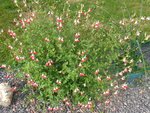 DSC09526.JPG