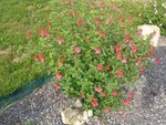 DSC09527.JPG
