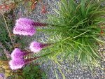 DSC09528.JPG