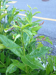 IMG_2684.JPG