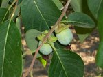 Villaldac-1°fruits-29_07_16.JPG