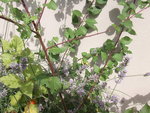 Fruitier-1.jpg