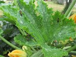 IMG_1766.JPG