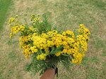 IMG_1767.JPG