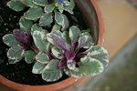 plante01.jpg