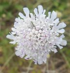 scabieuse 1 -.jpg