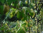 Zoom sur une feuille
