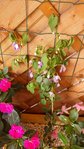 20160801_141935_HDR.jpg