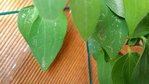 20160801_161755_HDR.jpg