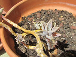 plante2.jpg