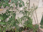 Tomate-1.jpg
