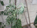 Tomate-2.jpg