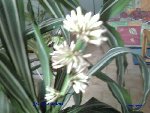 fleur dracaena.jpg