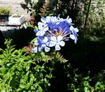 5 pétales bleues - 30 C.jpg