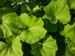 feuilles melons russe.jpg