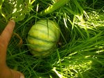 melon russe.jpg