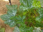 courgette blanche russe.jpg