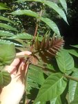 IMG_20160803_114705.jpg