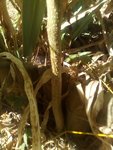 IMG_20160803_114758.jpg