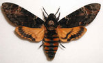 acherontia_atropos2.jpg