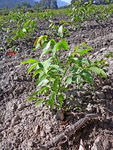 Jeune plant.