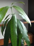 mangue